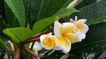 শোনার মতো একটা গান আর ভালো লাগার মতো একটা ফুল🌷