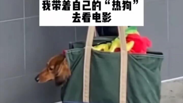 我可以带条“热狗”进去看电影吗｜冲浪学单词15