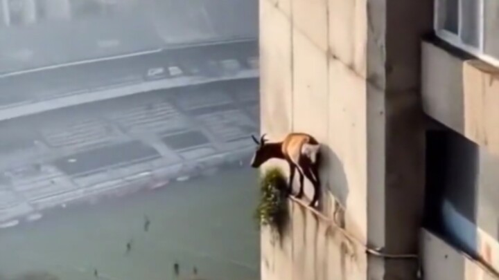 Nó đã lên đó bằng cách nào?
