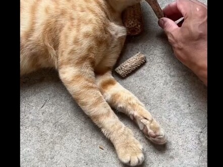 Người ta nói rằng các loài mèo rất cảnh giác khi ngủ.