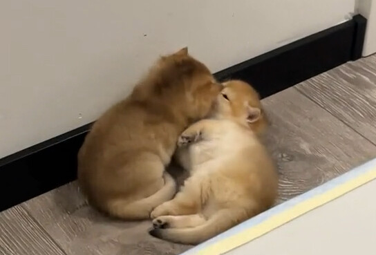 แทบไม่อาจจินตนาการได้ว่านี่คือชื่อของลูกแมวน้อย