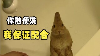 Those animals having fun taking a bath!