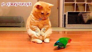 Приколы с котами! С ОЗВУЧКОЙ! Смешные Животные - СМЕШНЫЕ коты!
