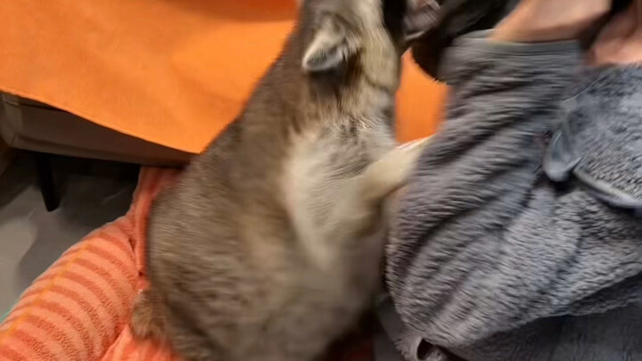 Raccoon vs. Monkey 🐒 #LittleRaccoon #Funny #Trending