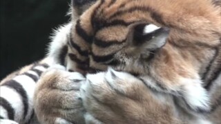 🤦Tiger: I can’t bear to watch this anymore!
