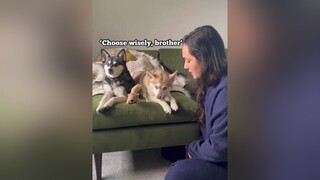 Skye versus squirrely 🐿