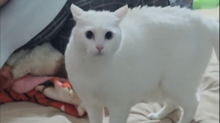 Why Cats Hate It When I Go to the Bathroom