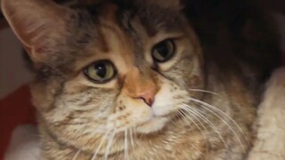 Wawancara dengan anak kucing yang bekerja di industri penghangat kaki