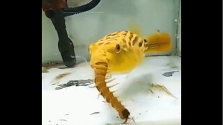 كيف يأكل سمك البالون هذه الكائنات شديدة السمية؟