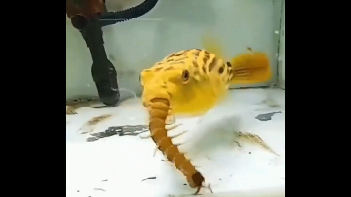 Bagaimana ikan buntal memakan makhluk beracun ini