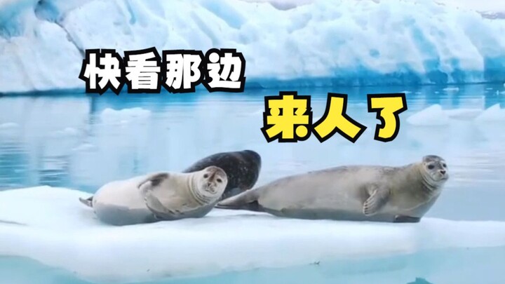 On the last day of 2022, come check out these adorable little animals!