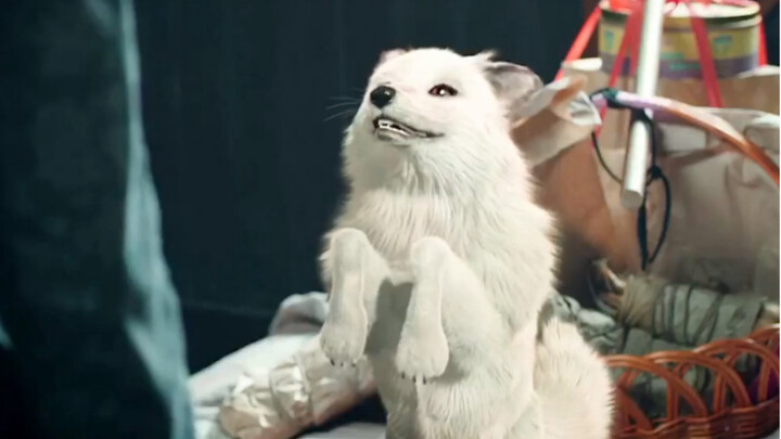 This fox is just too adorable—bringing gifts even during the New Year! I'm laughing my head off!