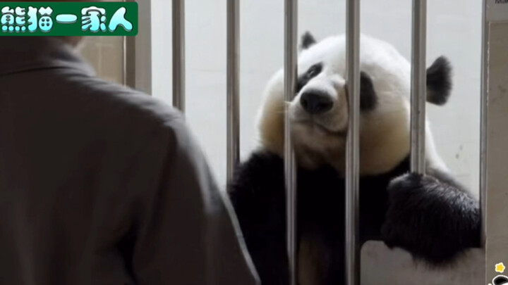[Panda Family] Meimei happily rushes over to greet her long-missed keeper, nearly punching the “dad”