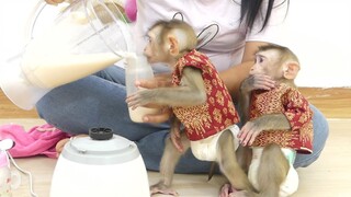 Today Mom Make Fruits Juice With Milk For Two Baby Monkey | Maki & Maku Enjoy Drink Juice
