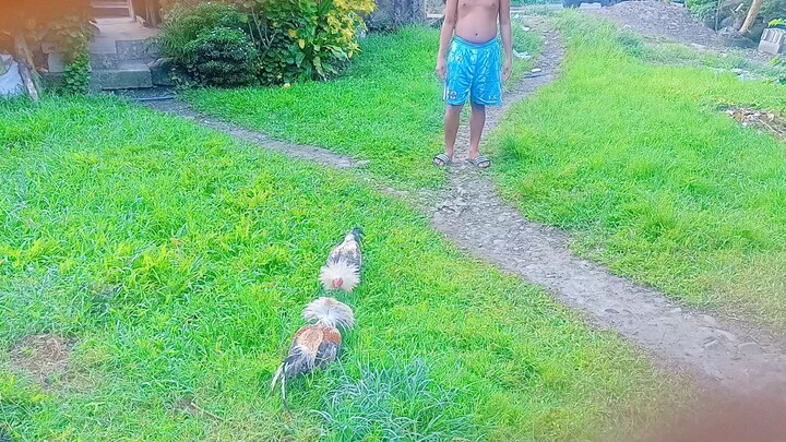 talisay bulik vs bulik sweater