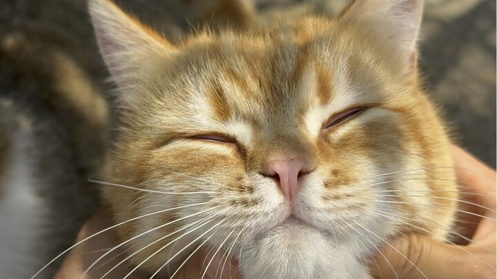 หน้าของน้องแมวมีไว้ให้ลูบเล่นนี่แหละ!