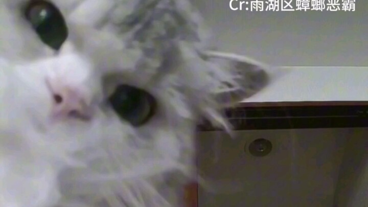 Tidak heran semua orang menyebut pemelihara kucing sebagai “tuan kucing”, dia memang sangat mirip se