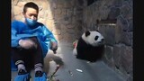 【Panda】Daily lives of baby and daddy will make you cry!