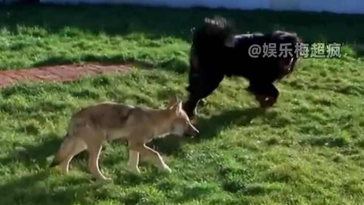 หมาป่ากับทิเบตันมาสทิฟฟ์ในโลกมนุษย์ได้กลายเป็นพี่น้องกันสักที