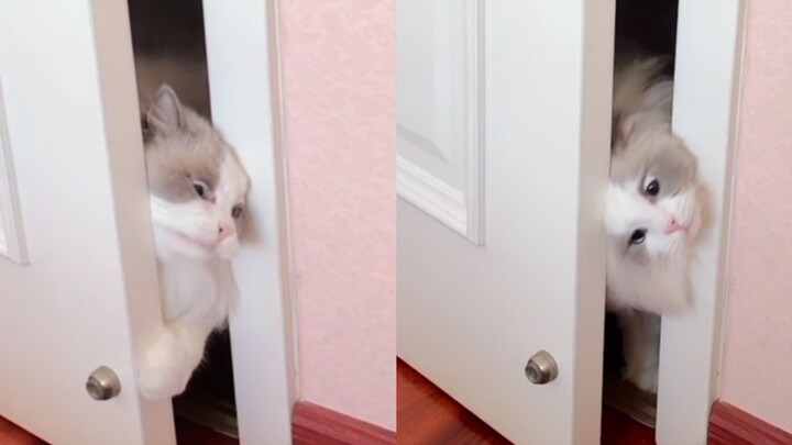 To trick my cat into losing weight, I came up with a brilliant trick.