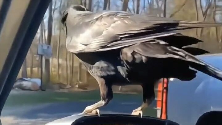 มีอีกาตัวหนึ่งบินมาที่ลานบ้านของพี่ชาย ทุกวันพี่ชายก็เลยให้อาหารมัน ไม่คาดคิดว่าอีกาจะนำของขวัญมาฝาก