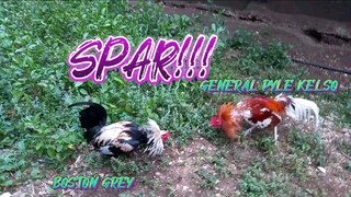 BOSTON GREY VS GENERAL PYLE KELSO SPAAR!!       JRP BACKYARD