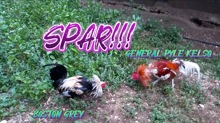 BOSTON GREY VS GENERAL PYLE KELSO SPAAR!!       JRP BACKYARD