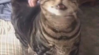 I feel like cat life has reached an orgasm