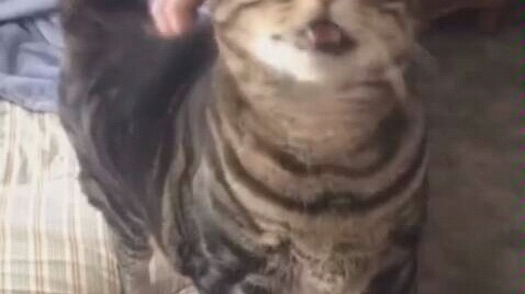 I feel like cat life has reached an orgasm