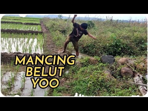 Frat Ecno Memancing Belut di Sawah