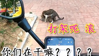 外卖小哥取餐时碰到两只猫在打架！好心将其分开~