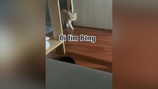 Bông ơiiii cat mèo NhanVatChinh