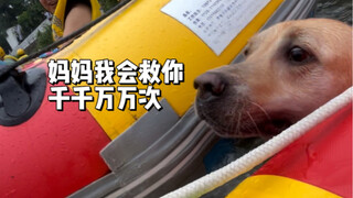 小狗不知道这些只是游戏，他以为这已经是刀山火海