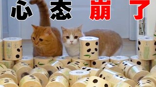 讲道理，养猫真的太废纸啦~