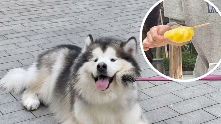 【Animal Circle】Wanted more food but mom tricked me instead.