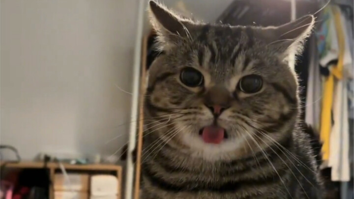 有种…脑干缺失的美