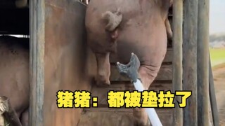 تشو تشو: جميعهم تعرضوا للخداع!