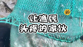 The pesky critter that gives fishermen headaches: sea turtles—Wait, you can even pick off barnacles?