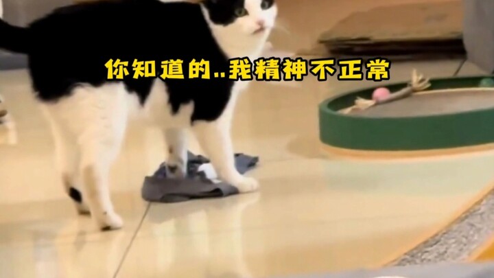 Dairy Cow Cat: “That’s right, I’m the one who’s not quite right in the head.”