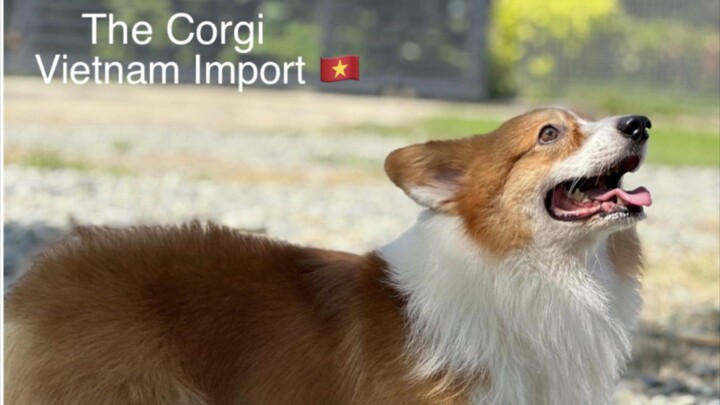 corgi import vietnam pa reserved kna #pulilanpride