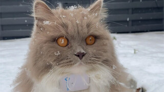 在德国放养的小猫咪有多么幸福 如果不爱 请别伤害