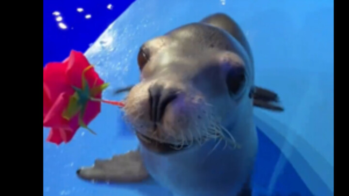 This just-one-month-old baby sea lion is out for its very first stroll—its curiosity is bursting at 