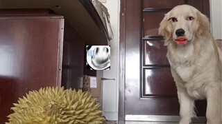 Gouzi: Được rồi, được rồi, đó là cách làm, phải không?