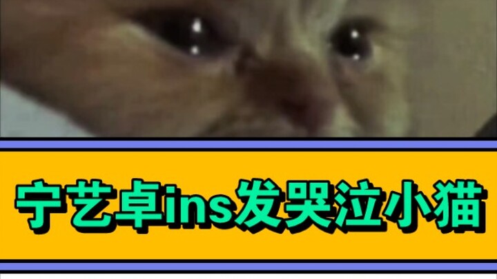 Ning Yizhuo đăng hình mèo con khóc lên Instagram, cộng đồng fan vào bình luận an ủi Ningning.