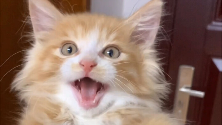 小300前传:护食绝学传给了火腿肠