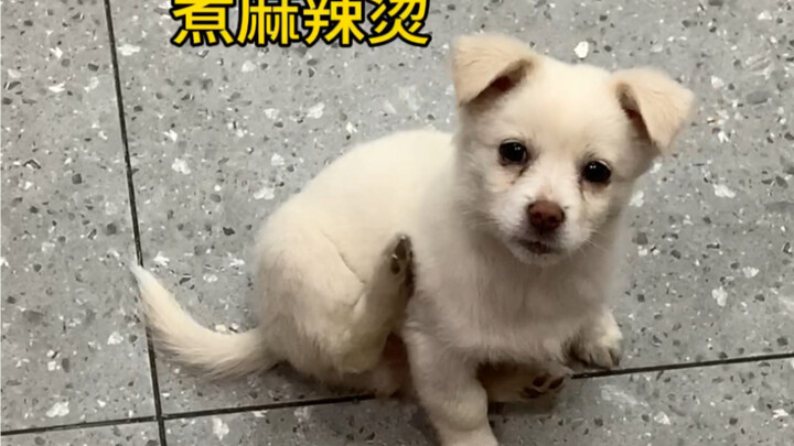 น้องหมาสีขาวผู้ชื่นชอบหม้อไฟรสเผ็ด
