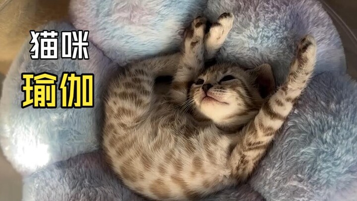 Those heartwarming animal videos!