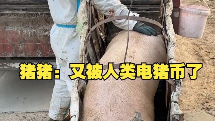 Zhu Zhu: Lagi-lagi kena elektrik oleh manusia pakai uang babi!