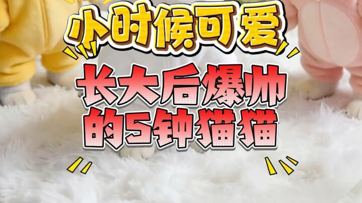 As a kid, it was so ugly I wanted to return it; now it’s so handsome I just want to cuddle it! Never