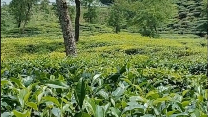 শ্রীমঙ্গল চা-বাগান
